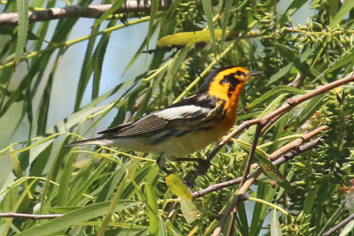 Blackburnian Warbler