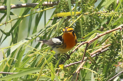 Blackburnian Warbler