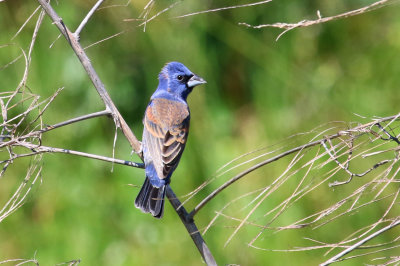 Blue Grosbeak