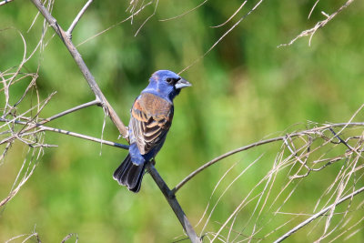 Blue Grosbeak