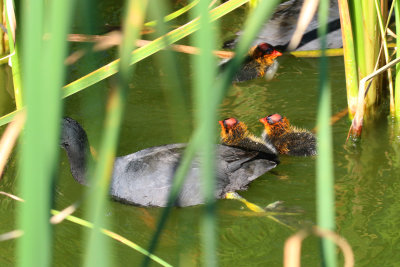 American Coot babies