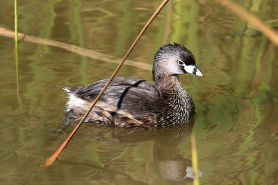 Pied-billed Grebe