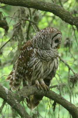 Barred Owl