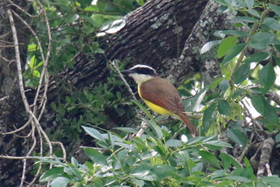 Great Kiskadee