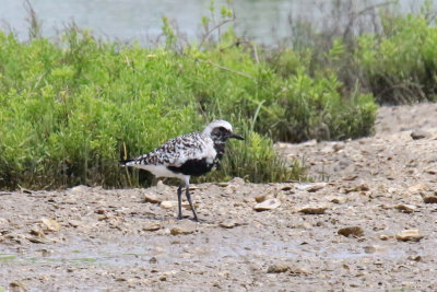 Black-bellied Plover