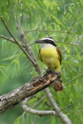 Great Kiskadee