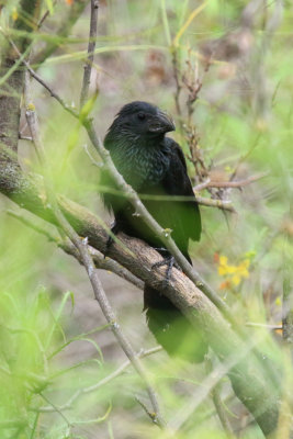 Groove-Billed Ani