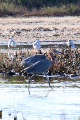 Reddish Egret