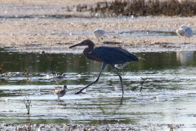 Reddish Egret