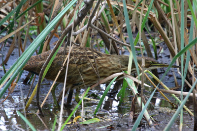 American Bittern