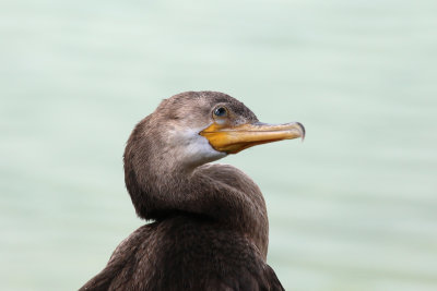 Neotropic Cormorant