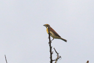 Dickcissel