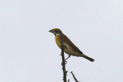 Dickcissel