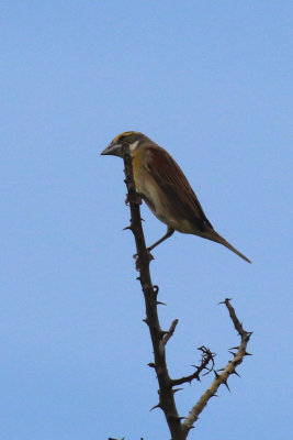 Dickcissel