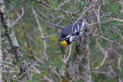 Yellow-throated Warbler