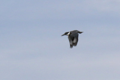 Belted Kingfisher