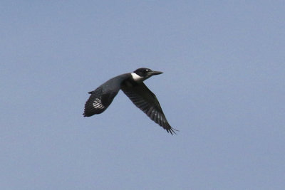 Belted Kingfisher