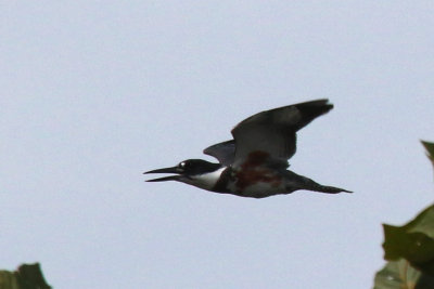 Belted Kingfisher