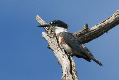 Belted Kingfisher