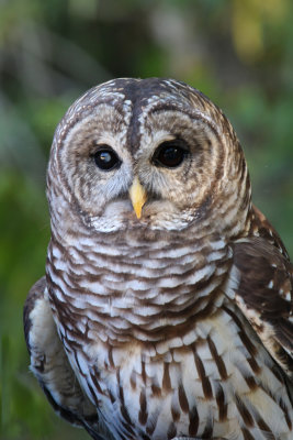 Barred Owl