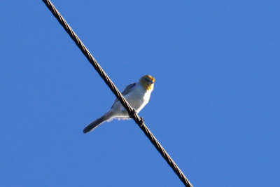 Verdin