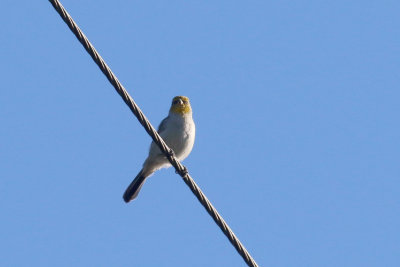 Verdin