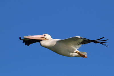 American White Pelican