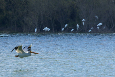 American White Pelican