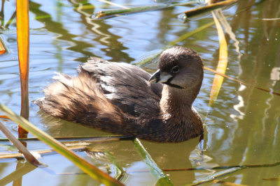 Pied-billed Grebe