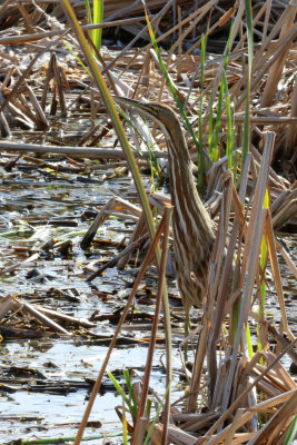 American Bittern