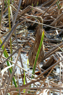 American Bittern