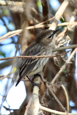 Yellow-rumped Warbler