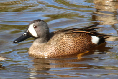 Blue-winged Teal