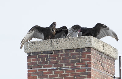 Turkey Vultures, Exeter, NH