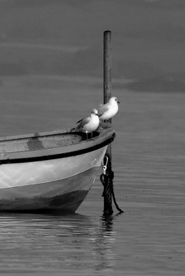 Seagulls in a boat / Måger i en båd