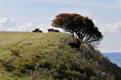 The cattle graze and digest on the hill / Kvg grsser og fordjer p hjen