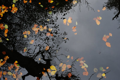 Autumn reflections /  Efterårs reflectioner