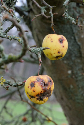 The last apples / De sidste æbler