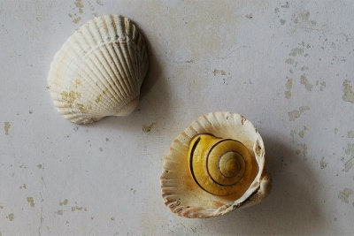Snail and scallop shell / Sneglehus og muslingeskaller