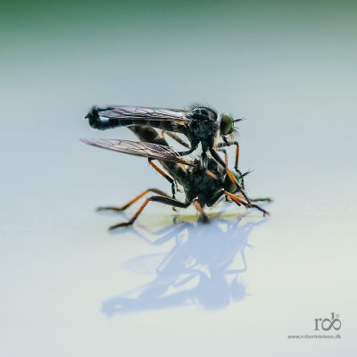 Robber fly, mating pair /Rovflue parrer