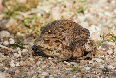 Commen toad mating pair / Skrubtudser parrer