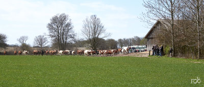 The cows way to pasture on the first day of spring