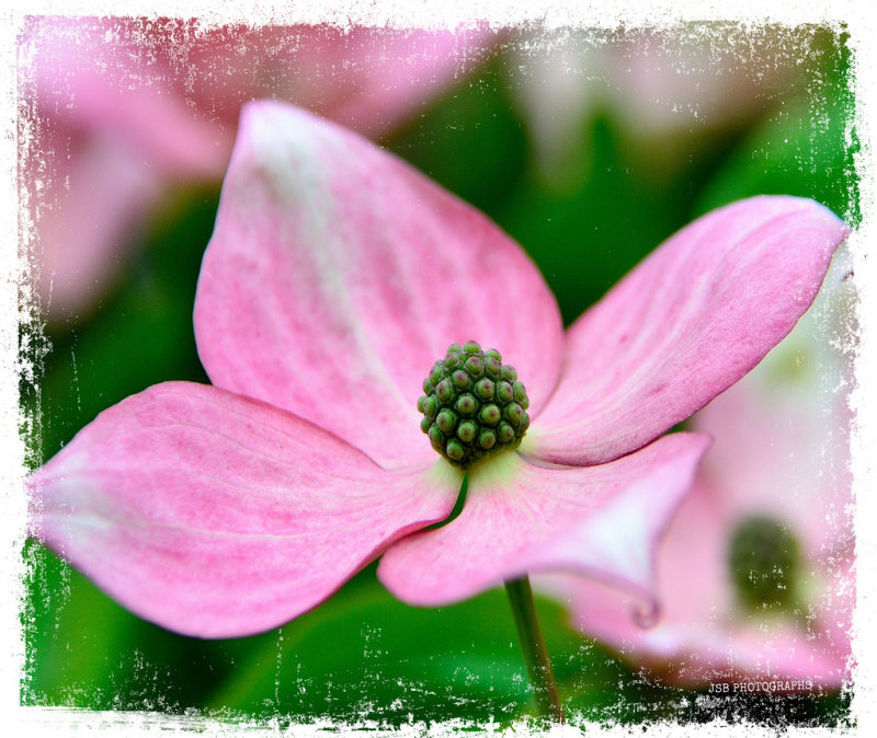 Dogwood blossoms