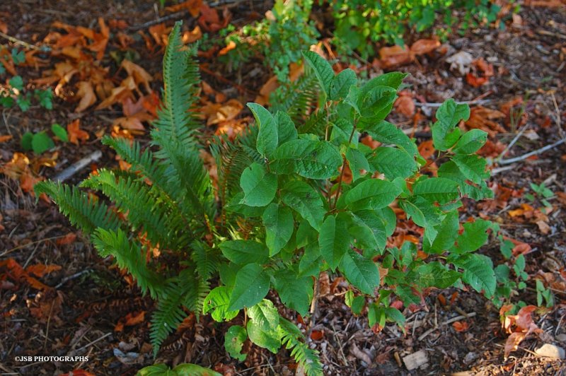 Vegetation at the delta ponds