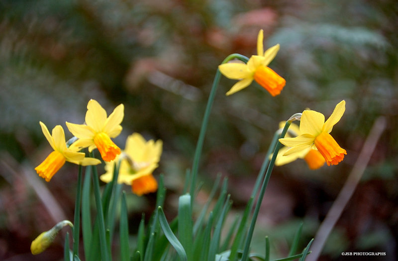 Mini daffodils