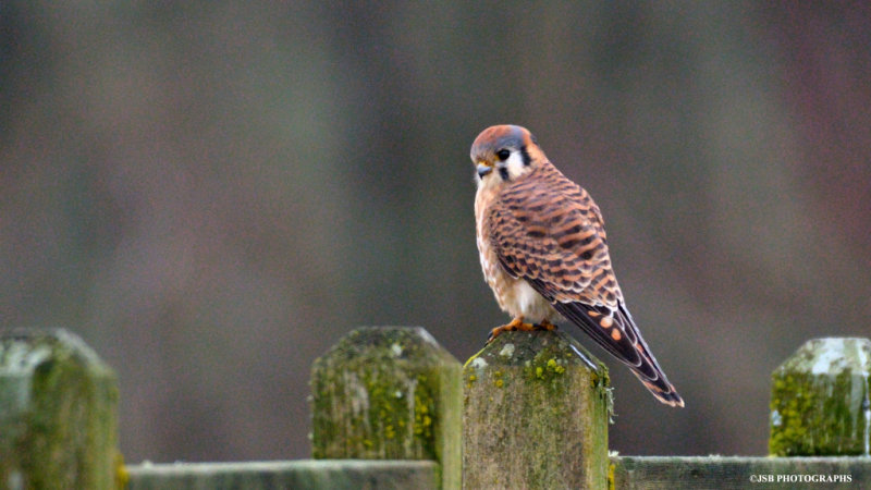 American Kestrel