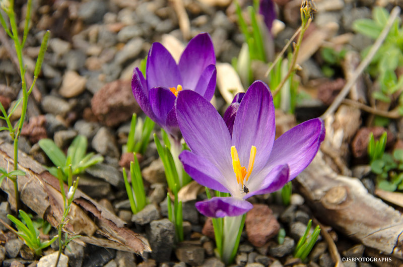 Purple crocuses