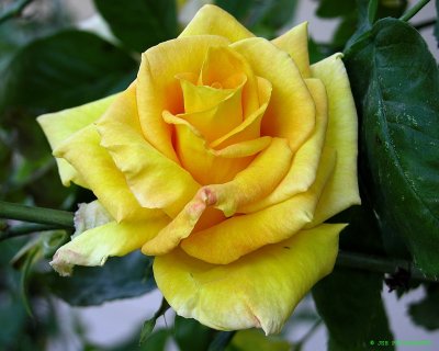 Yellow Rose