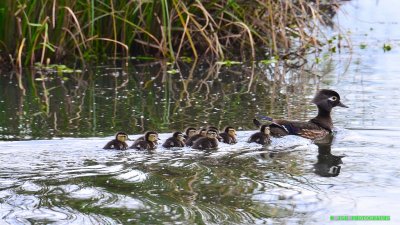 Wood Duck, female & chicks