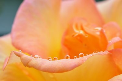 Rain drops on a rose petal